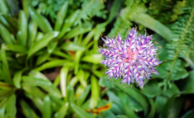 fresh flowers in bloom at botanical garden