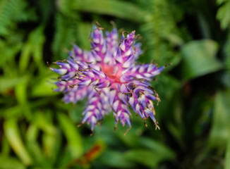 fresh flowers in bloom at botanical garden