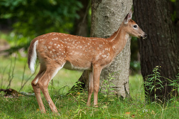 Fawn white tailed deer in the forest