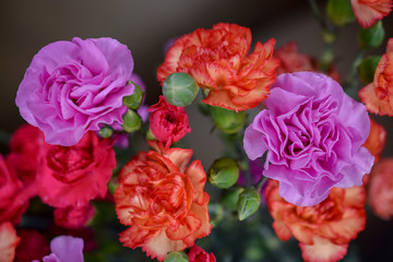 Pink, Orange, Red Carnation Flowers in a Bunch