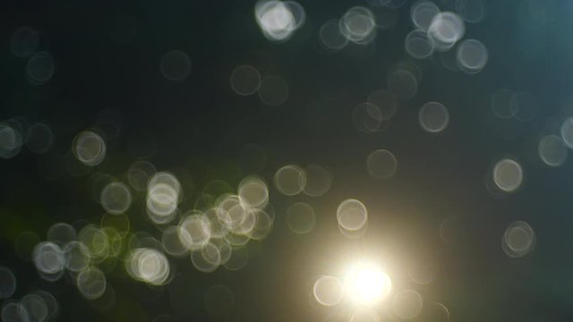 Sunlight through trees with vibrant bubble bokeh