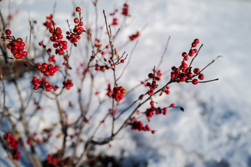 frosted red berries in winter snow