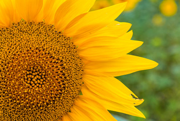 Close-up sunflower blooming on a meadow