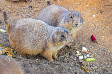 Pair of Black-tailed Prairie Dogs (Cynomys Ludovicianus) sharing their food. Wildlife and nature photography
