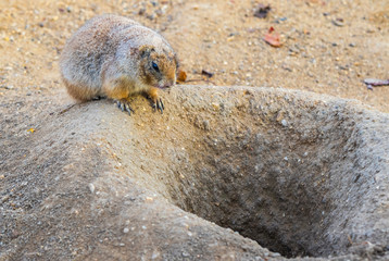 Adult Black-tailed Prairie Dog (Cynomys Ludovicianus) seats near his hole. Wildlife and nature photography