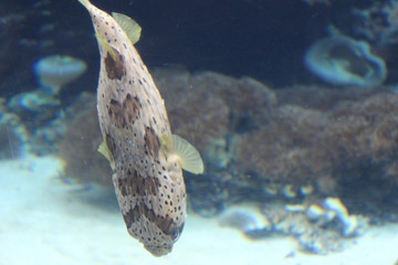 fish in aquarium