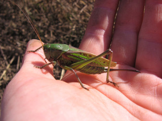 large green grasshopper Cicada insect on human hand pest