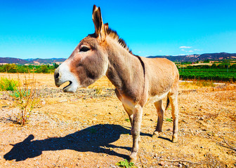 Donkey on the agricultural farm, Carbonia, Sardinia, Italy