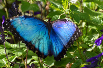 butterfly on flower