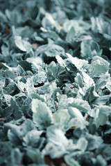 Green leaf nature vintage background