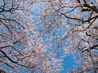 Cherry blossom flowers and blue sky in Fukuoka prefecture, JAPAN.