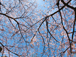 Cherry blossom flowers and blue sky in Fukuoka prefecture, JAPAN.