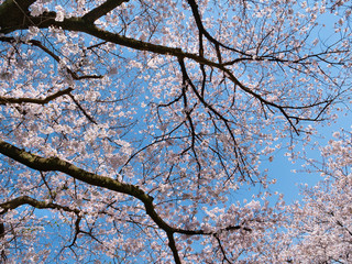 Cherry blossom flowers and blue sky in Fukuoka prefecture, JAPAN.