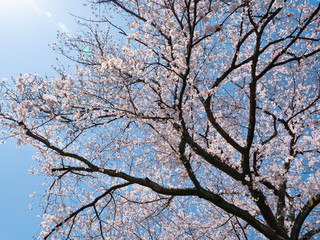 Cherry blossom flowers and blue sky in Fukuoka prefecture, JAPAN.