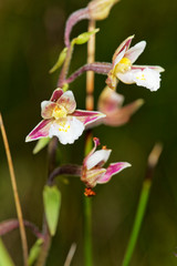 Obraz premium Epipactis palustris (marsh helleborine) near lost river Dretulja, Croatia