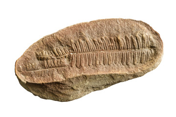 Fern Fossil © Tom