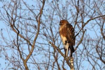 Eastern buzzard or Japanese buzzard   (Buteo japonicus) sitting on tree branch on sky background...