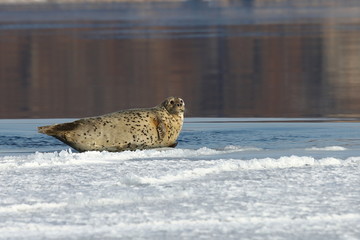 Seal (spotted seal, largha seal, Phoca largha) laying on ice on calm reflecting sea water background in sunny day. Portrait of cute sea mammal. Wild spotted seal closeup.