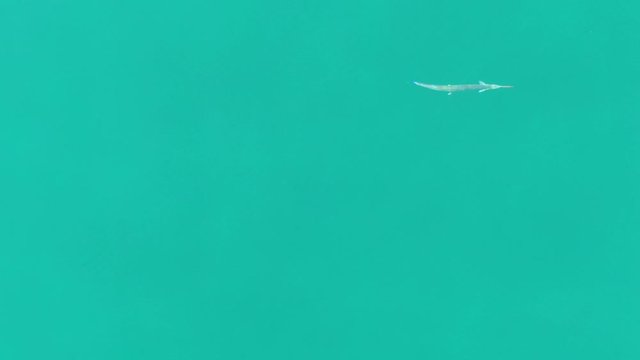 Drone view of needlefish swimming in the water off Costa Rica