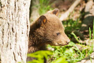 Fototapeta premium A lone bear cub 