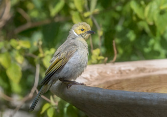 White-plumed honeyeater (Lichenostomus penicillatus) perching on birdbath