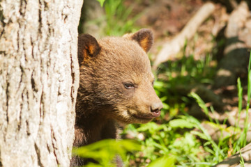 A lone bear cub  © Joe
