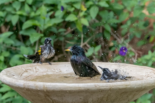 Starling and New- holland Honeyeaters sharing a birdbath in heatwave
