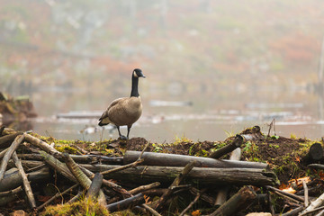 A lone goose in the fall