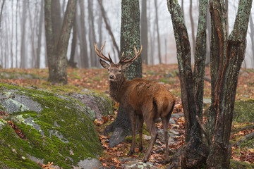 A lone elk in the woods