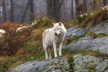 An arctic wolf in the woods