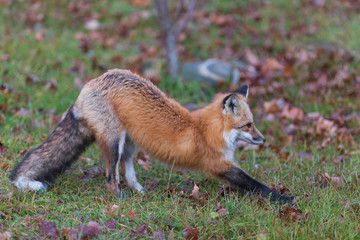 A lone red fox