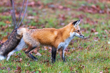 A lone red fox