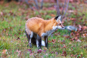 A lone red fox