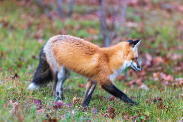 A lone red fox