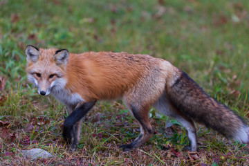 Naklejka na ściany i meble A lone red fox