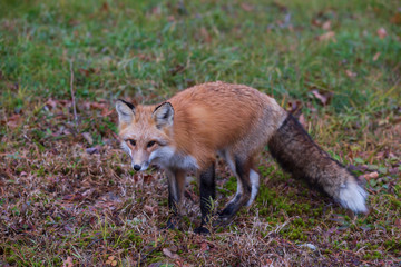 A lone red fox