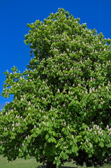 A horse chestnut tree (Aesculus hippocastanum) in flower seen against a clear blue sky