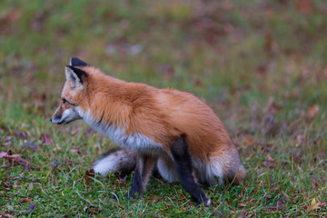 A lone red fox