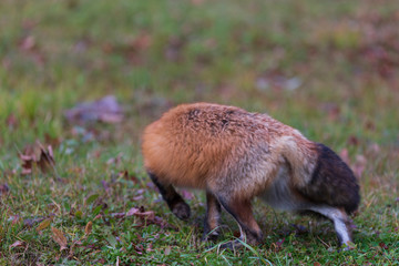 A lone red fox