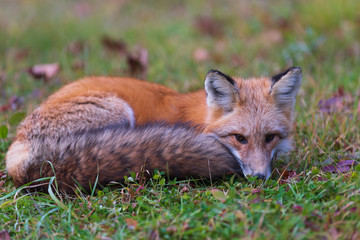 Naklejka na ściany i meble A lone red fox