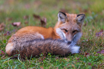 A lone red fox