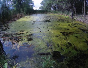small swamp