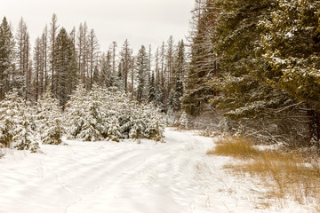 Fototapeta na wymiar Old snow covered road winding through evergreen forest in winter, northwest Montana