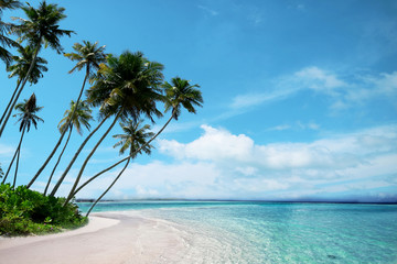 tropical beach with palm trees