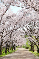 桜満開のさきたま古墳公園
