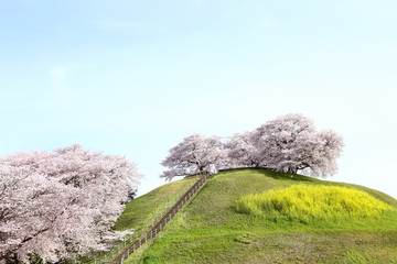 さきたま古墳の桜