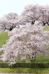 Naklejka premium さきたま古墳の桜