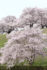 Naklejka premium さきたま古墳の桜