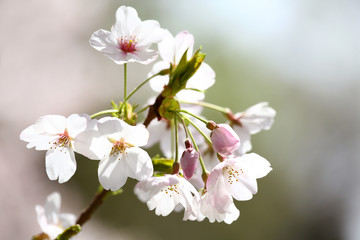 Fototapeta premium 桜の花