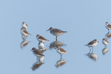 Great Knot (Calidris tenuirostris) standing with Lesser Sand-Plover (Charadrius mongolus) in salt pan water pool.